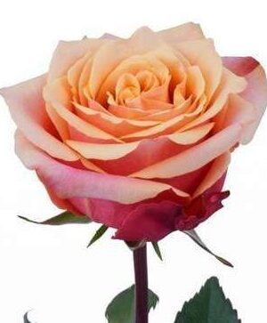 Dozen Cherry Brandy Rose Bouquet with Accents