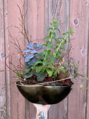 Westcoast Vibes; Potted Echeveria