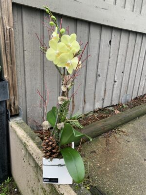 Holiday Orchid ; Glam, Green & Gold