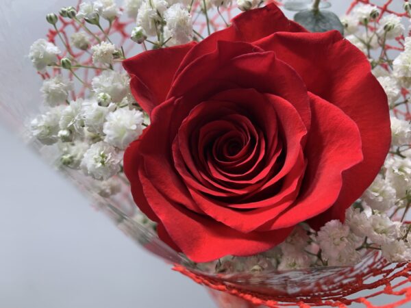 Single Wrapped Red
