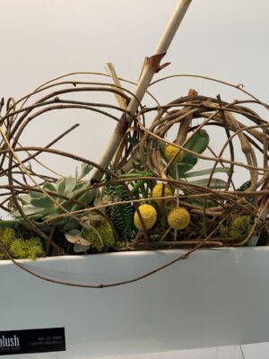 Willow Wonderland; Succulents