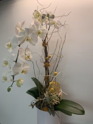 Tangerine Mimosa Orchid