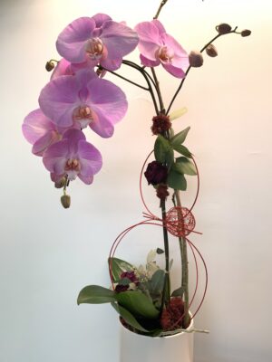 Blushing Ro·sé; Fuschia Orchid