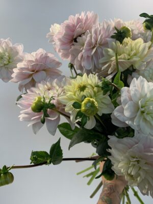 Bright & Seasonal; Dahlias!