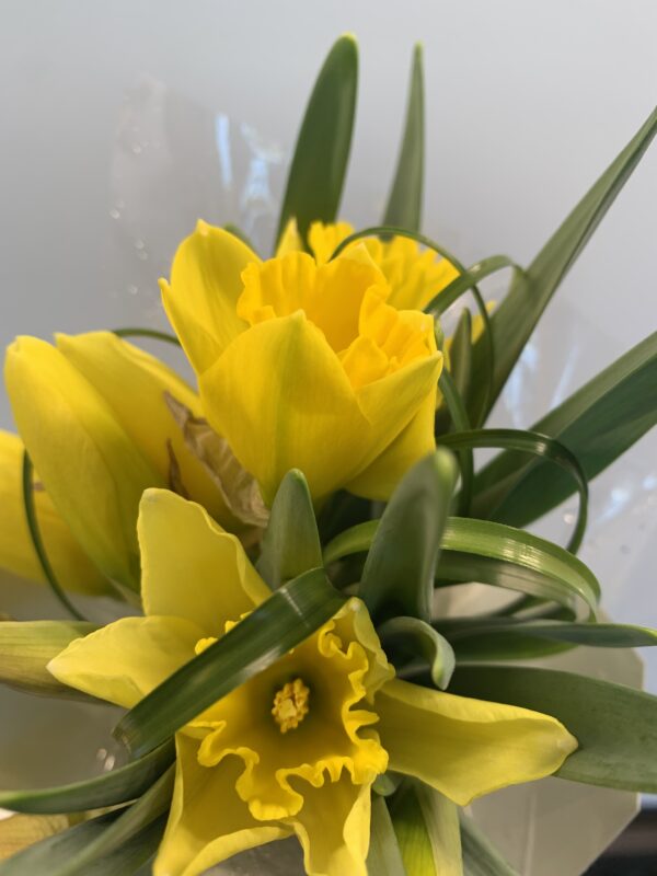 Darling Daffodils - Image 2