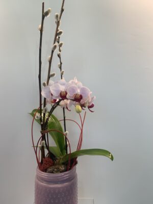 Cotton Candy Orchid