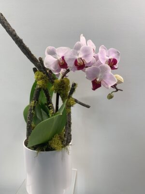 Mini Orchid